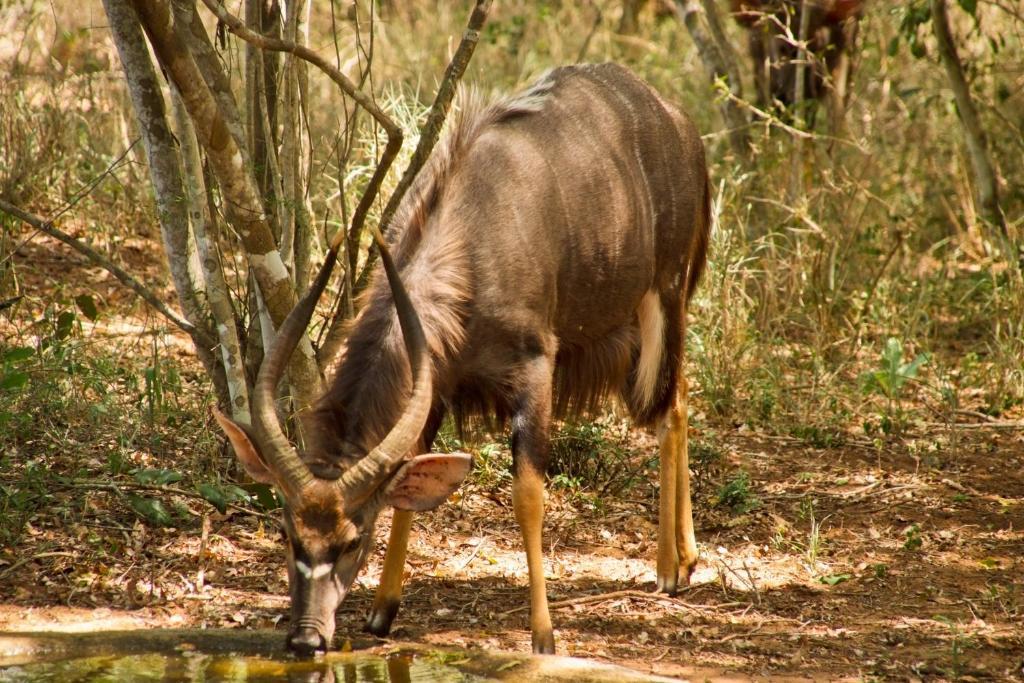Umkhumbi Lodge Hluhluwe Eksteriør bilde
