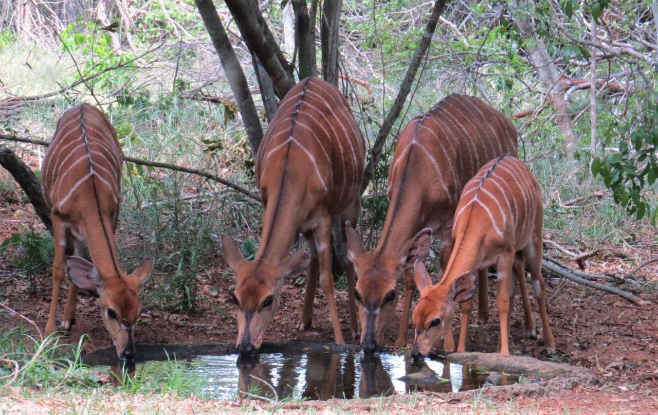 Umkhumbi Lodge Hluhluwe Eksteriør bilde