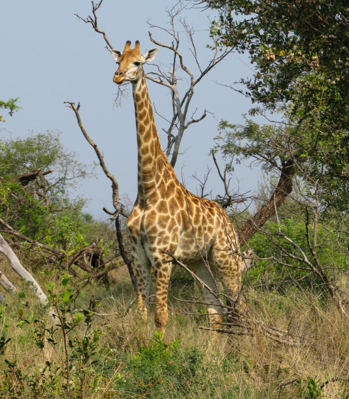 Umkhumbi Lodge Hluhluwe Eksteriør bilde